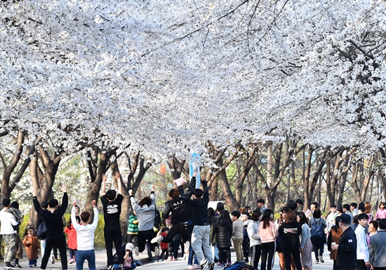4월 9일 여주대 캠퍼스 후문 벚꽃길 일대에서 벚꽃 축제 ‘우리 함께 걸어요!’가 열렸다. 나들이하기 좋은 봄날을 맞아 학생과 주민들이 만개한 벚꽃을 감상하며 즐거운 시간을 보내고 있다.