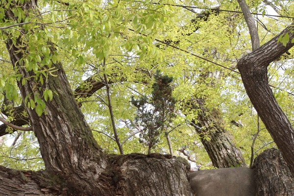 충남 홍성군 홍성읍 오관리 홍성군의회 앞 왕버들나무 중심부에 노간주나무가 뿌리를 박아 함께 자라고 있는 모습(사진제공 : 뉴시스)