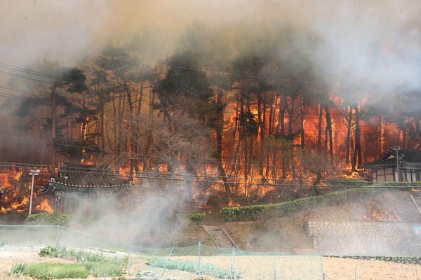 지난해 4월 11일 오전 8시 22분께 강원 강릉시 난곡동 일원에서 발생한 대형 산불에 나무들이 소실되고 있다. 사진제공 : 뉴시스
